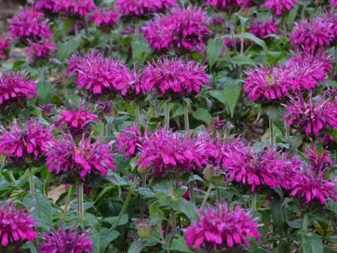 Monarda Didyma Balmy Purple CLT5 - imagine 1