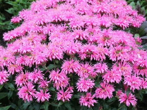 Monarda Didyma Balmy Rose CLT5 - imagine 1