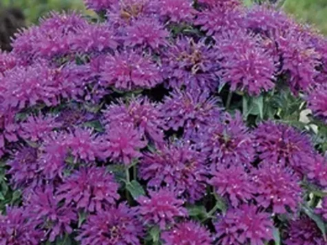 Monarda Crepa Gumball CLT5 - imagine 1