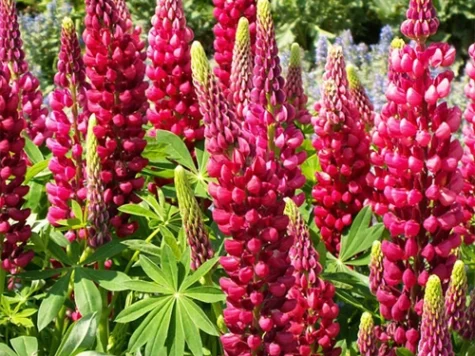 Lupinus The Page CLT5 - imagine 1