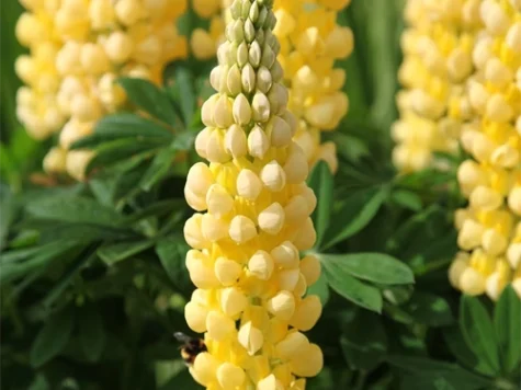 Lupinus The Chandelier CLT5 - imagine 1