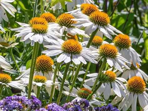 Echinacea Purpurea Pow wow White CLT5 - imagine 1