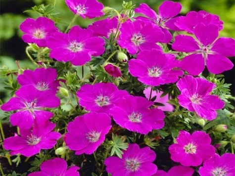 Muscata englezeasca Geranium sanguineum Max Frei P11 - imagine 1