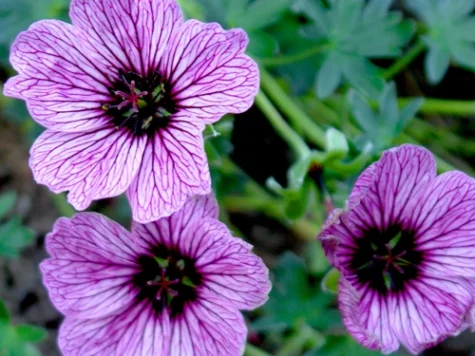 Muscata englezeasca Geranium cinereum Ballerina P11 - imagine 1