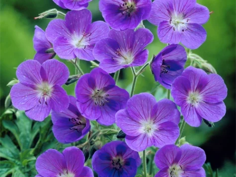 Muscata englezeasca Geranium Johnson s Blue P11 - imagine 1