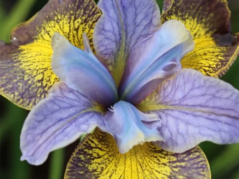 Iris Sibirica Uncorked CLT5 - imagine 1