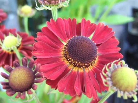 Helenium Ruby Thuesday CLT5 - imagine 1