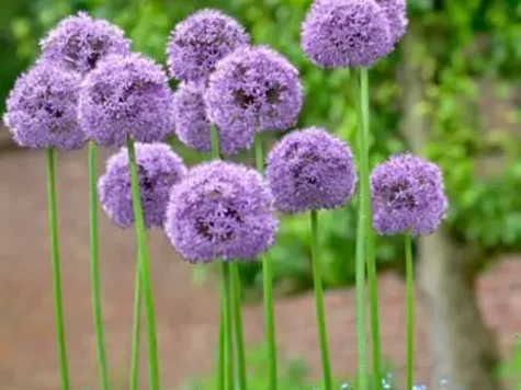 Ceapa decorativa Allium Gladiator C5 P23 - imagine 1