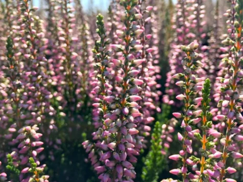 Calluna in cultivars Anouk P12 - imagine 1