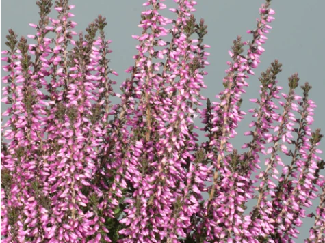 Calluna in cultivars Liset P12 - imagine 1