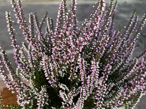 Calluna in cultivars Monique P12 - imagine 1