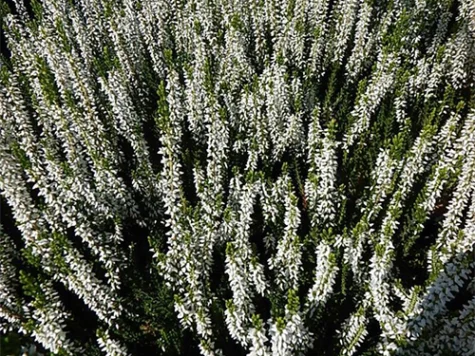 Calluna in cultivars Veluwe P 12 - imagine 1