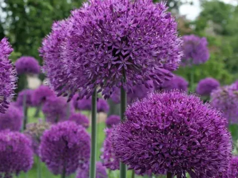 Ceapa decorativa Allium Early Emperor C5 P23 - imagine 1