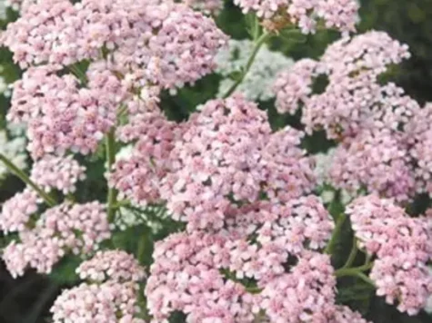 Achillea mill Rainbow Ending Blue P11 - imagine 1