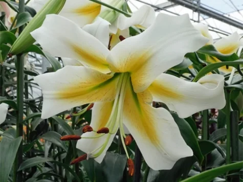 Crin Lilium Mister Pistache CTL 5 - imagine 1
