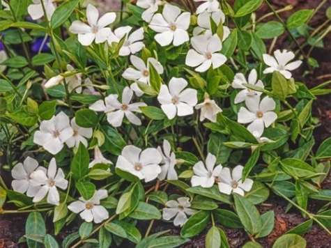 Vinca minor diverse C1-5 CTL 5 - imagine 1