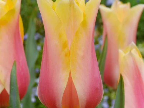 Tulipa 'Blushing Lady bulb P11/12 - imagine 1