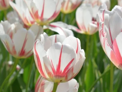 Tulipa 'Carnaval de Rio bulb P11/12 - imagine 1