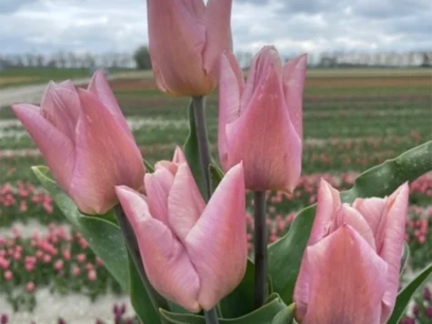Tulipa 'Copex bulb P11/12 - imagine 1