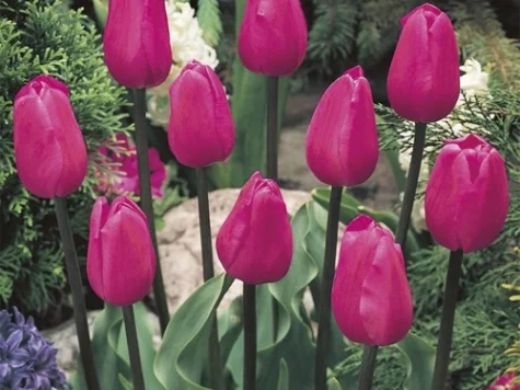 Tulipa 'Don Quichotte bulb P11/12 - imagine 1