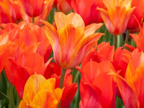 Tulipa 'El Nino bulb P11/12 - imagine 1