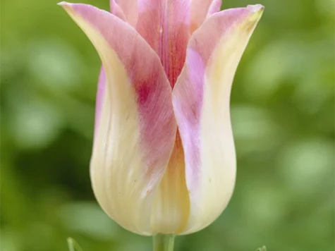 Tulipa 'Elegant Lady bulb P11/12 - imagine 1
