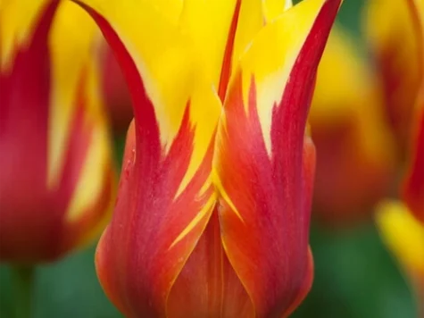 Tulipa 'Fire Wings bulb P11/12 - imagine 1