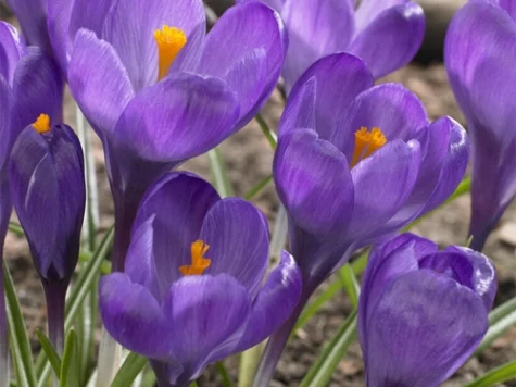 Crocus 'Flower Record' bulb P8/9 - imagine 1