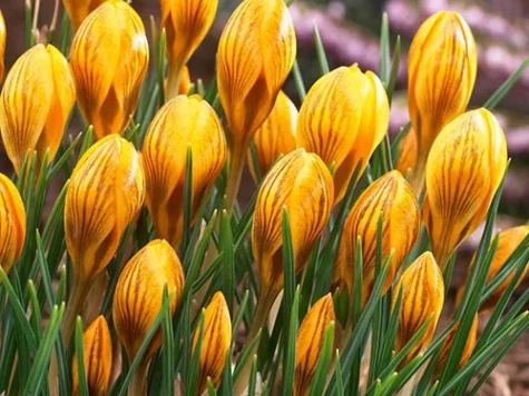 Crocus Fuscotinctus bulb P 5+ - imagine 1