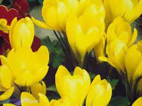 Crocus 'Golden Yellow' bulb P8/9 - imagine 1