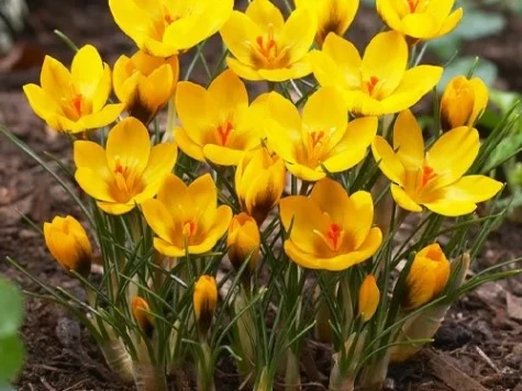 Crocus 'Goldilocks' bulb P 5+ - imagine 1