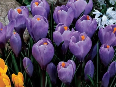 Crocus 'Grand Maitre' bulb P8/9 - imagine 1