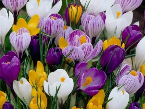 Crocus grootbloemig blauw bulb P 7/8 - imagine 1