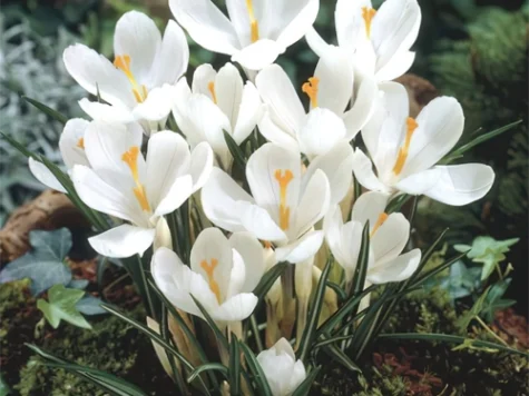 Crocus 'Jeanne d'Arc' bulb P8/9 - imagine 1