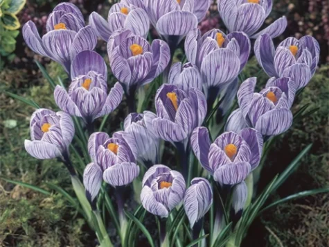 Crocus 'Pickwick' bulb P8/9 - imagine 1