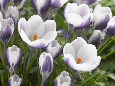 Crocus 'Prins Claus' bulb P 5+ - imagine 1