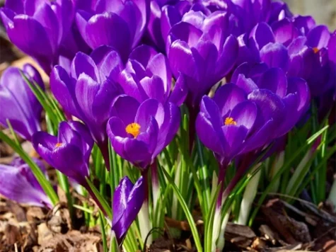 Crocus 'Remembrance' bulb P8/9 - imagine 1