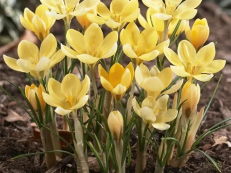 Crocus 'Romance' bulb P 5+ - imagine 1