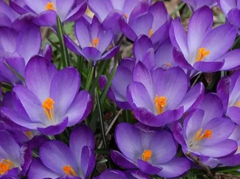 Crocus 'Ruby Giant' bulb P 5+ - imagine 1