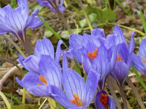 Crocus speciosus bulb P 5/7 - imagine 1