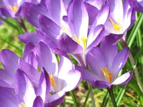 Crocus tom. 'Barr's Purple' bulb P 5+ - imagine 1
