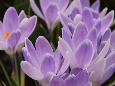 Crocus Vanguard bulb P8/9 - imagine 1