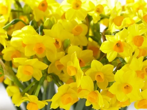 Narcissus ' Grand Soleil d'Or' bulb P 15/17 - imagine 1