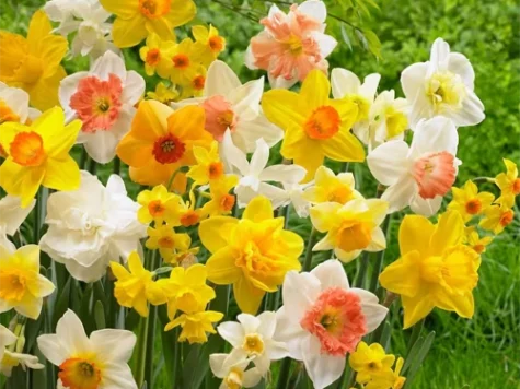 Narcissus 'Blazing Starlet' bulb P 12/14 - imagine 1