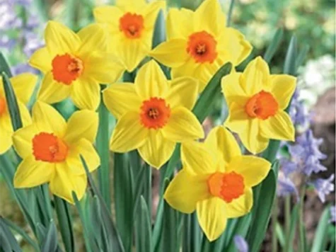 Narcissus 'Brackenhurst' bulb P 12/14 - imagine 1