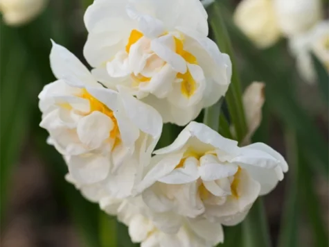 Narcissus 'Bridal Crown' bulb P 10/12 - imagine 1