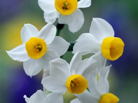 Narcissus 'Canaliculatus' bulb P 10/12 - imagine 1