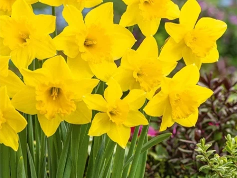 Narcissus 'Carlton' bulb P 12/14 - imagine 1