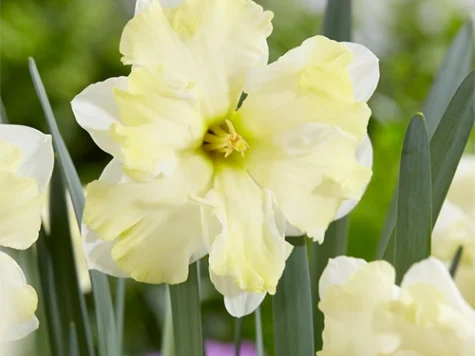 Narcissus 'Casatta' bulb P 12/14 - imagine 1