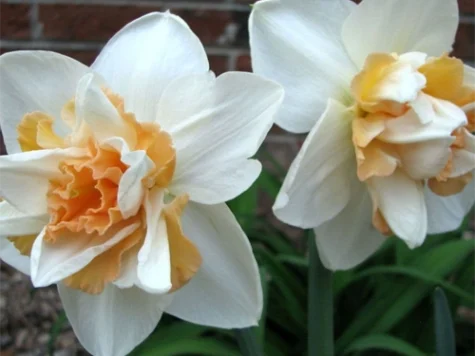 Narcissus 'Delnashaugh' bulb P 12/14 - imagine 1